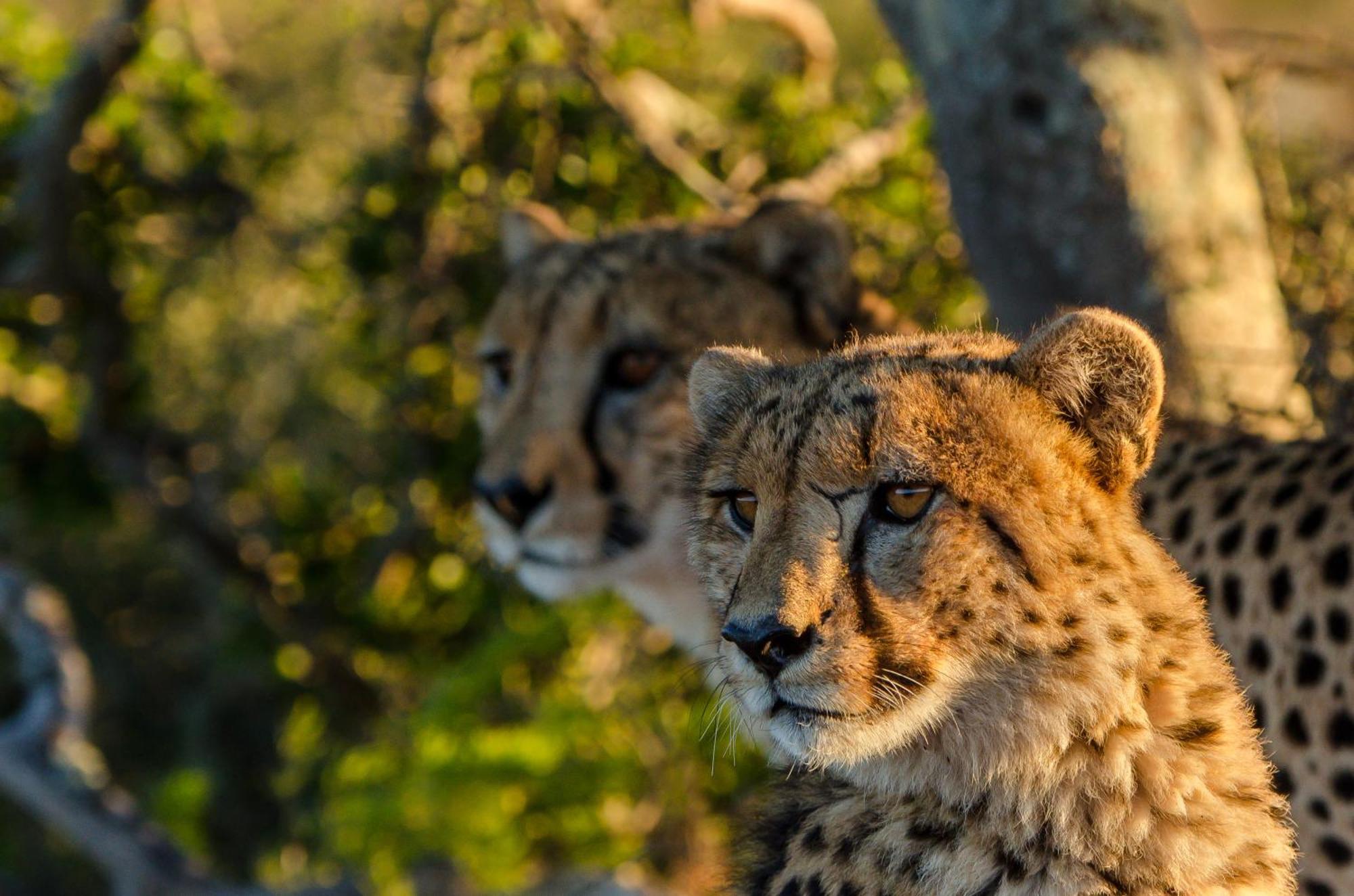 Kwandwe Private Game Reserve - Melton Manor Grahamstown Esterno foto