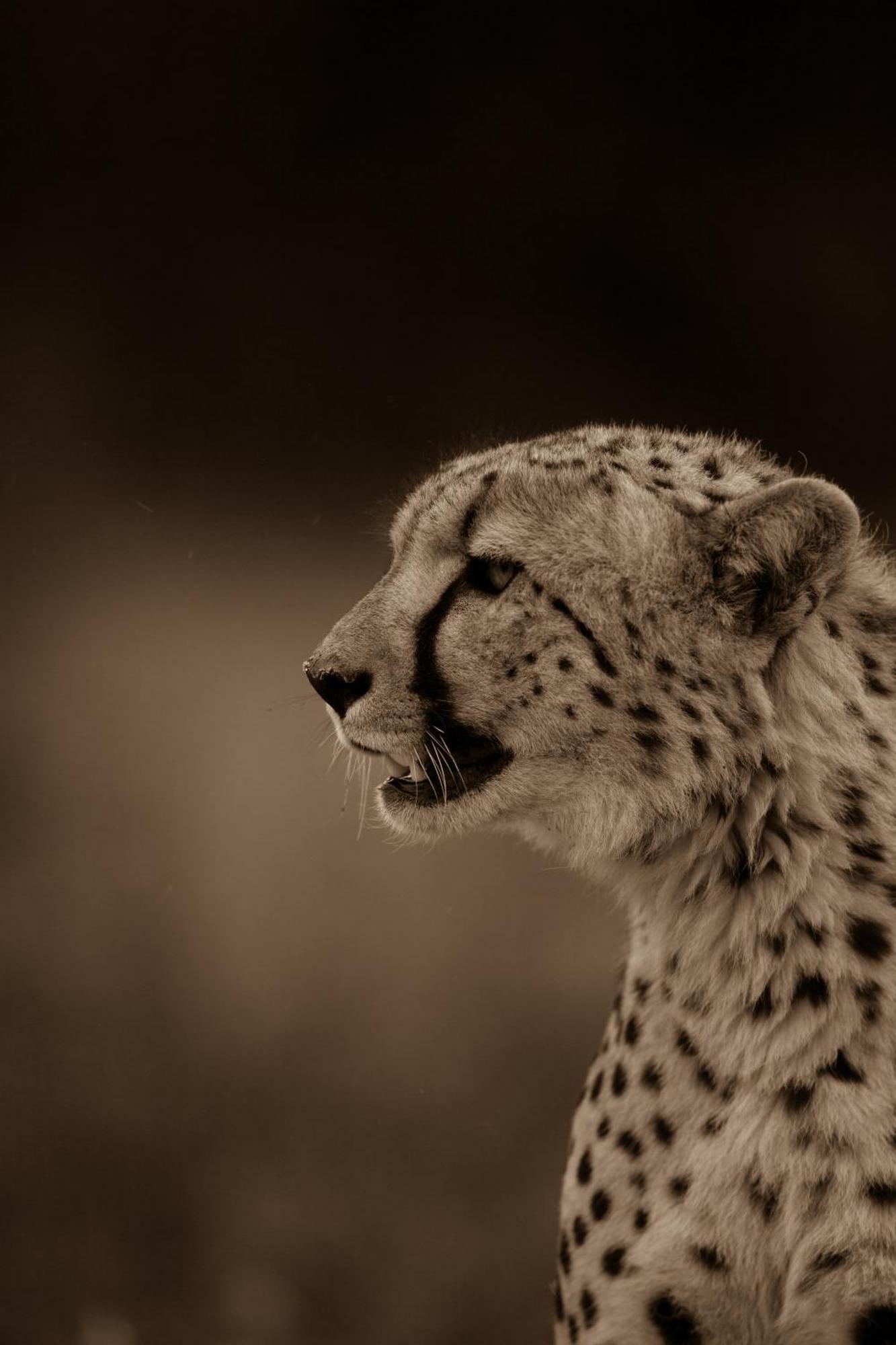 Kwandwe Private Game Reserve - Melton Manor Grahamstown Esterno foto