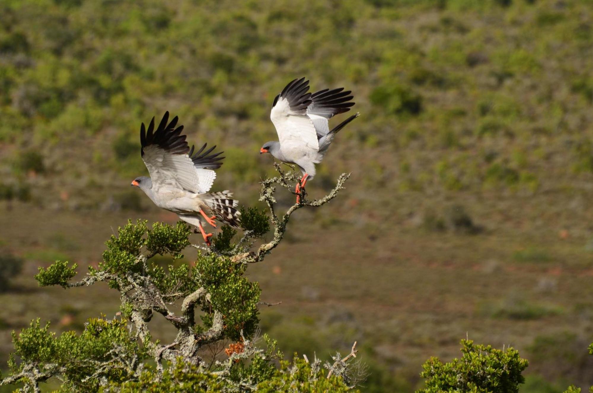 Kwandwe Private Game Reserve - Melton Manor Grahamstown Esterno foto