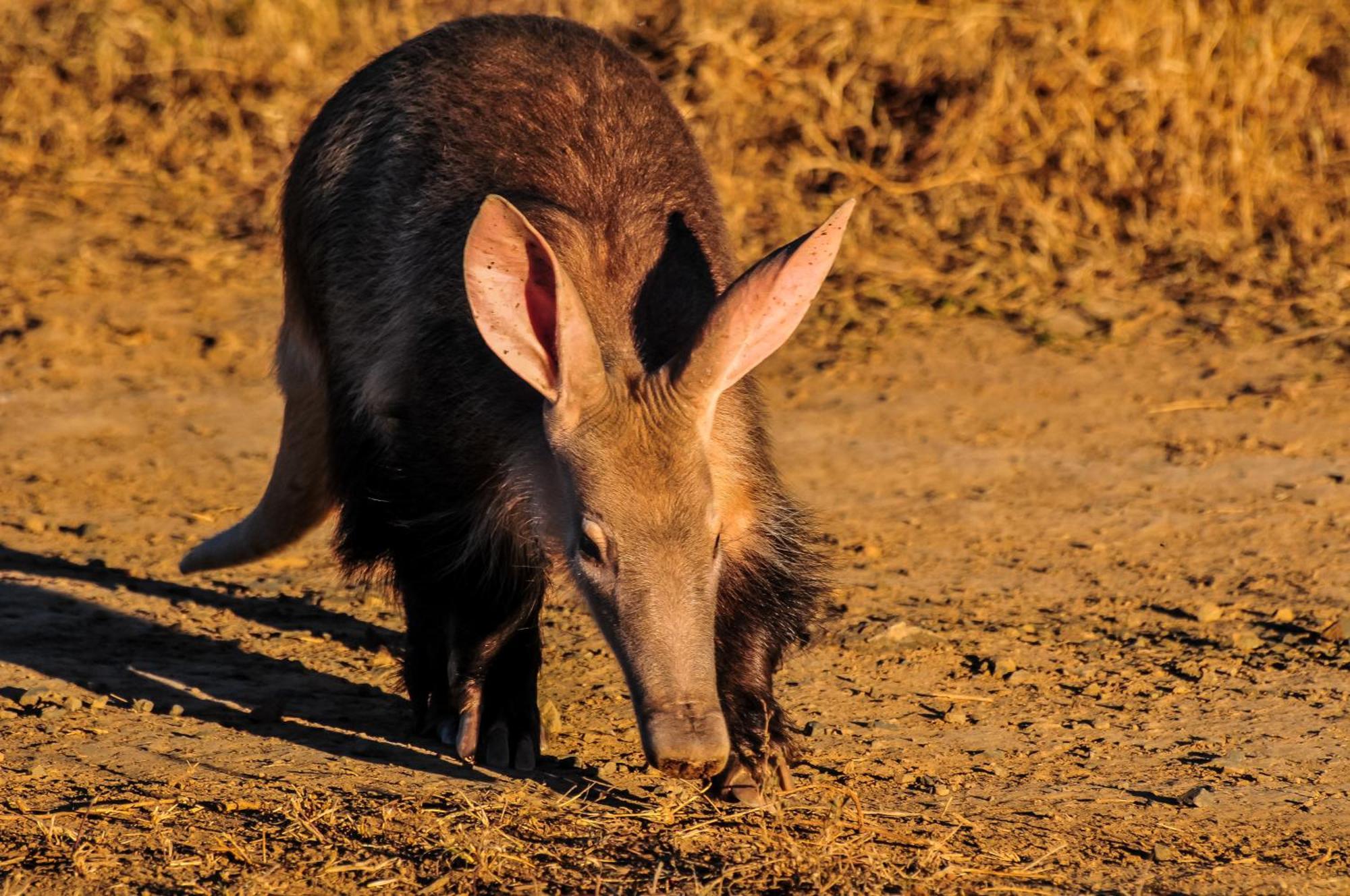 Kwandwe Private Game Reserve - Melton Manor Grahamstown Esterno foto