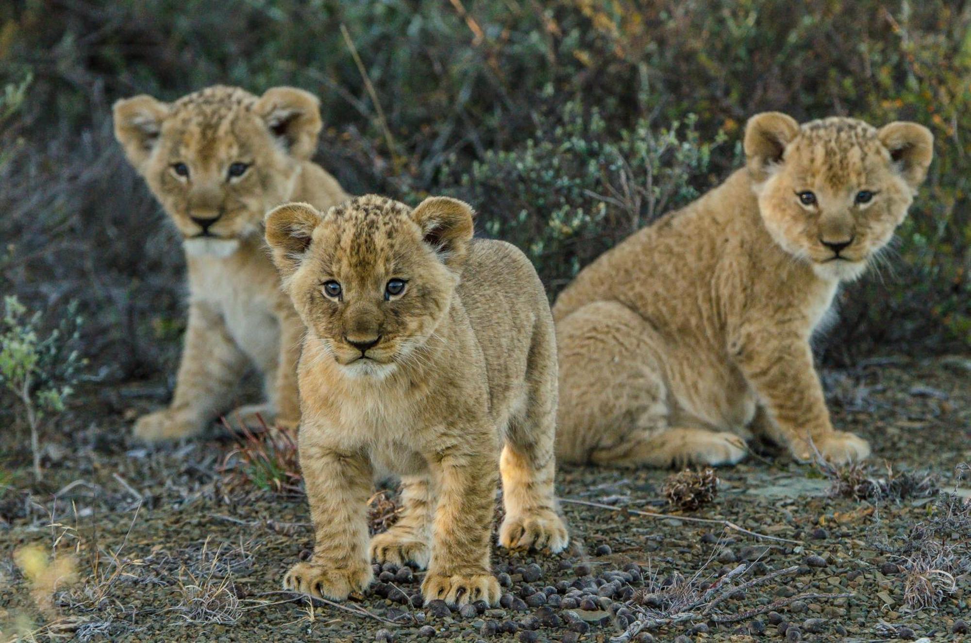 Kwandwe Private Game Reserve - Melton Manor Grahamstown Esterno foto