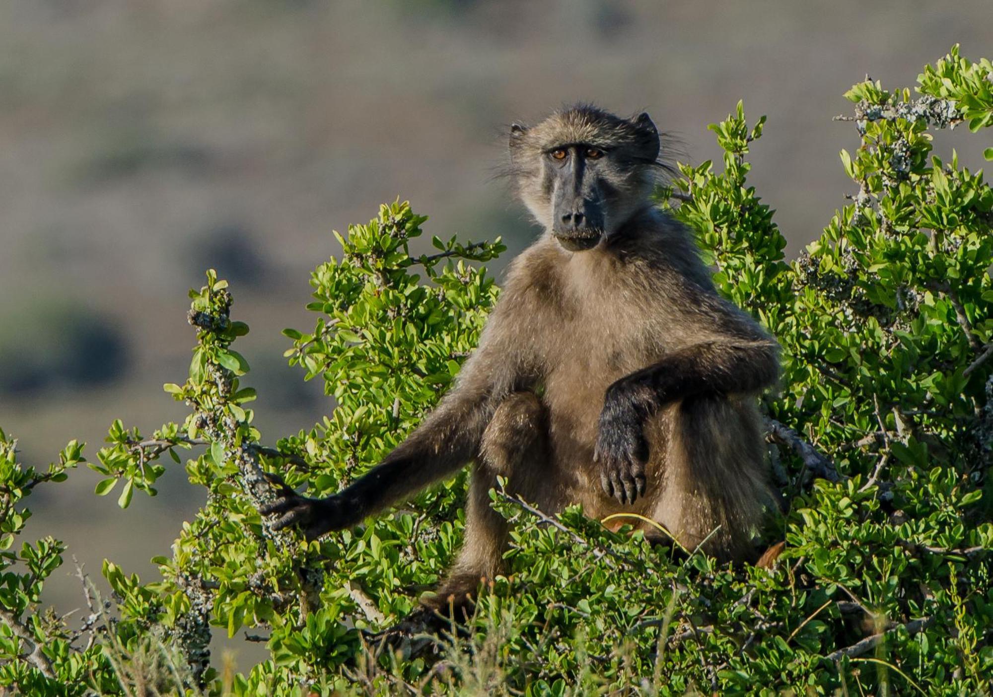 Kwandwe Private Game Reserve - Melton Manor Grahamstown Esterno foto