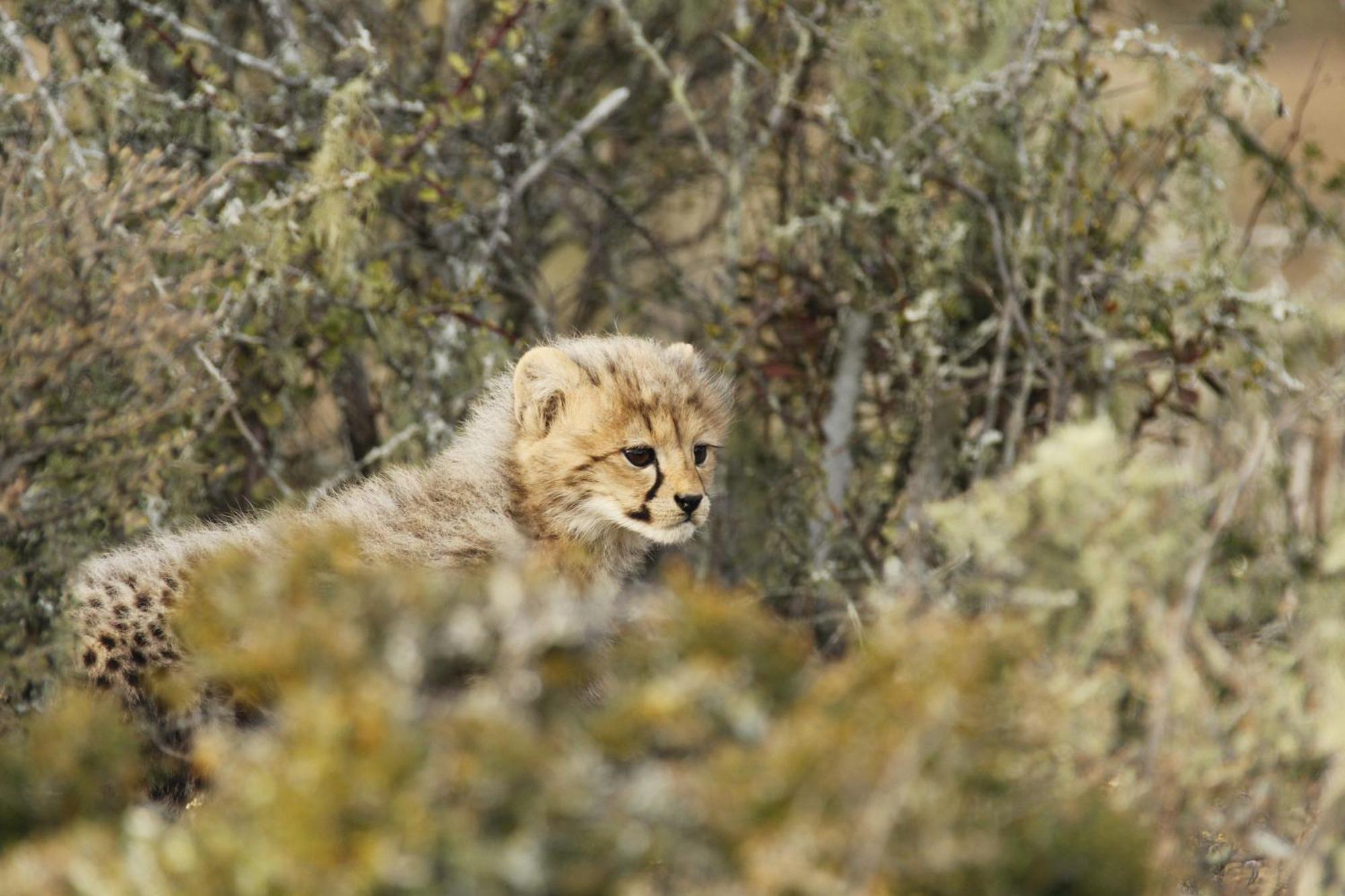 Kwandwe Private Game Reserve - Melton Manor Grahamstown Esterno foto