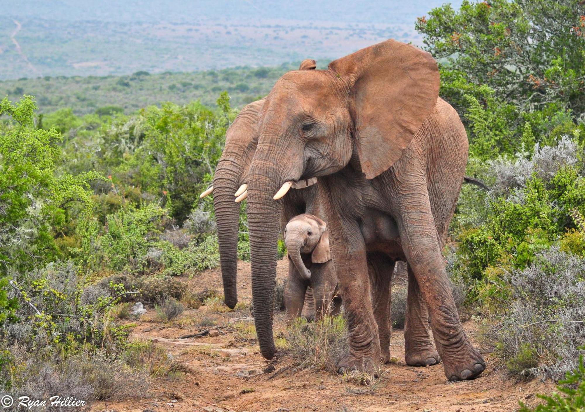 Kwandwe Private Game Reserve - Melton Manor Grahamstown Esterno foto